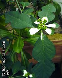 Image result for Euphorbia heterophylla