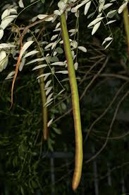 Image result for Cassia abbreviata
