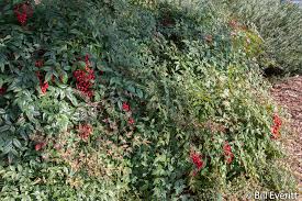 Maybe you would like to learn more about one of these? Nandina The Intown Hawk