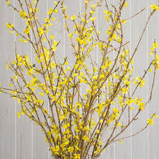 Forsythia Flowering Branches