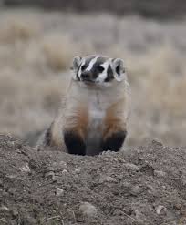 Badger