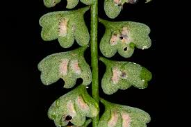 Image result for Asplenium sandersonii