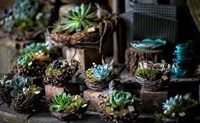 Dallas flower florist delivery flowers to dallas, irving, carrollton, plano, farmers branch, addison, mesquite, garland, richardson, las colinas,carrollton, tollway, etc. Dallas Dirt Flowers