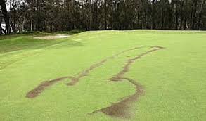 The australian golf club is a golf course in new south wales. Penis Formations Popping Up On Australian Golf Course The World From Prx