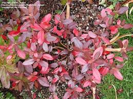 Rhododendron Midnight Ruby Rhododendron Rhododendron Azaleas Foliage
