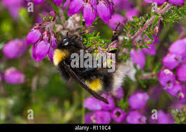 Image result for Bombus soroeensis