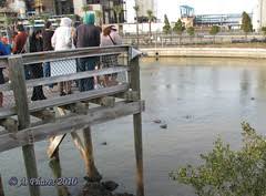 During the baseball off season, the rays from tropicana field, home of the tampa bay rays mlb team, winter at the manatee viewing center in a touch tank. Good Places For Photography At Manatee Viewing Center Tips To Help You Scout Photos Shothotspot