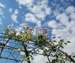 Check spelling or type a new query. Pruning Clematis When How And Why Gardening Teacher