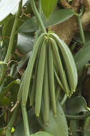 Its About Time You Knew Exactly Where Vanilla Comes From Huffpost Life Vanilla Plant Grow Vanilla Beans Orchids