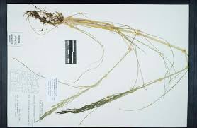 Image result for Leptochloa fusca
