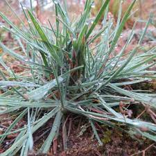 Thriving in harsh conditions, blue hair grass grows well in sandy, infertile soil. Blue Hair Grass Koeleria Glauca Growing Planting Caring