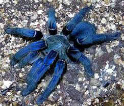 Tarantulas are a rare bug found in animal crossing: Cobalt Blue Tarantula V Egyptian Giant Solpugid Carnivora