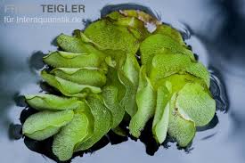 Salvinia auriculata is a floating aquatic fern ideal for decorating fish and shrimp tanks. Gigantische Salvinia Salvinia Molesta Kaufen Buschelfarn