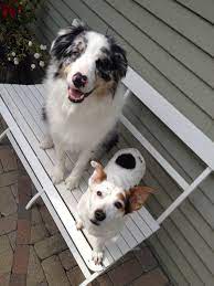 Michigan Adoptable Dogs And Puppies Home Facebook