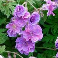We did not find results for: Purple Flowers Species The Flowers Are Purple Names Descriptions Meaning Of Purple Colors
