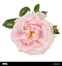 Double white rose hi-res stock photography and images