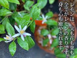 レモンの木を農家からお届け 紀州紀ノ川 観音山フルーツガーデン