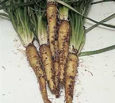 Unusual Roots How To Grow Salsify And Scorzonera Sutton Seeds Tips For Growing Tomatoes Garden Solutions