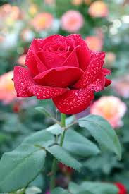 Maybe you would like to learn more about one of these? Rose Petal Flowers Beautiful Pretty Flowers Nature Buds Rose Garden Fresh Medium Plants Seoul Pikist
