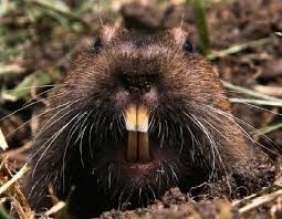 Check spelling or type a new query. Kunduzlar Hayvan Dunyasinin Insaatcilaridir Ortak Kunduz