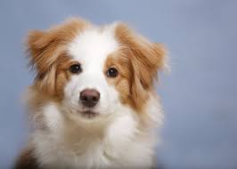 These duo dog names are perfect for when you have two boy dogs in the family, whether they're brothers or besties. 105 Best Boy Dog Names Cute And Unique Male Puppy Name Ideas