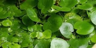 أسرار النباتات المائية صحة النبات Plant Health