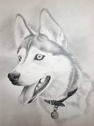 Charcoal Drawing Siberian Husky Husky Drawing A Husky Named Myka Husky Drawing Pencil Drawings Of Animals Animal Drawings