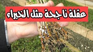 طريقة تحضير اقوى هرمونات تجذير طبيعية للنباتات 2021