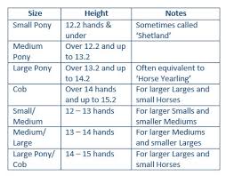 halter and bridle sizing