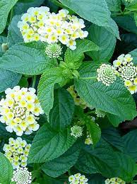 Pin On Flowers Mom