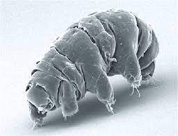 The electron microscopic images of tardigrades you see are made with a type of em called the scanning electron microscope (sem). Tardigrade Wikipedia