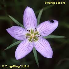 Image result for Swertia eminii