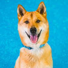 Regarding the other pets and dogs such as labrador, shiba inu puppy for sale is not very friendly. Dog For Adoption Mango A Jindo Shiba Inu Mix In Brooklyn Ny Petfinder