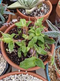 Image result for Ledebouria Unidentified sp. no3.