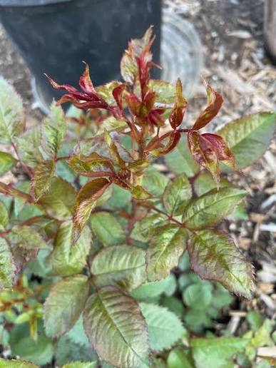 Thrips damage