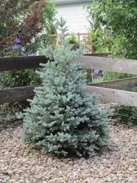 Just 6 feet tall after 10 years, it is perfect for a smaller garden, or for foundation planting around your house. Baby Blue Eyes Spruce Easy Landscaping Landscape Plans Colorado Gardening