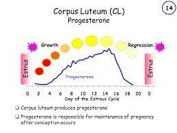 The estrous cycle the estrous cycle is divided into three parts: The Estrous Cycle Physiology And Endocrinology Terminology Estrus Is A Noun The Cow Is Displaying Estrus Estrous Is An Adjective The Length Of The Ppt Download