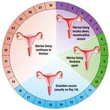 Ada sesetengah wanita haidnya datang dua atau tiga bulan sekali dalam setahun. Bahaya Haid Tak Teratur Blog Sari Wanita Hq