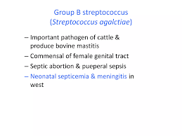Image result for Group D Streptococcus