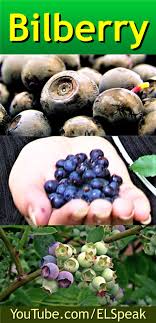 Bilberry Fruit List Fruits Name In English Fruit