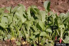 Image result for Raphanus sativus