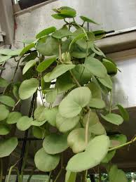 Image result for Cissus rotundifolia