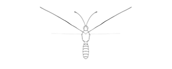 About press copyright contact us creators advertise developers terms privacy policy & safety how youtube works test new features press copyright contact us creators. How To Draw A Butterfly Step By Step