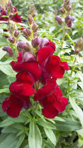 Arrow Deep Red Snapdragon Annuals Johnson Nursery Snapdragon Flowers Snapdragons Plant Nursery