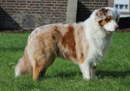 The breed standards state all colors are strong, clear and rich. Farben Australian Shepherd Aussie De