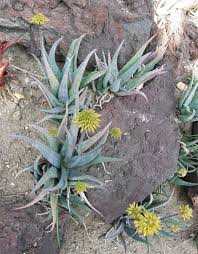 Image result for Aloe bukobana