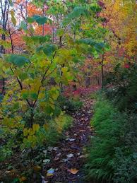 Maybe you would like to learn more about one of these? Cercis Canadensis Hearts Of Gold Hearts Of Gold Golden Redbud Yellow Leaf Redbud Plant Lust