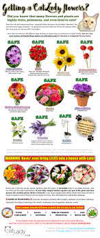 The cattail is a flowering plant. What Flowers Won T Kill Your Cat Infographic Cat Lady Fitness Raw Cat Food Apparel By Puppy The Cat