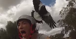 Magpies attacking dog in our backyard. Australian Magpies Are Swooping Again So Cover Your Eyes Engaging Car News Reviews And Content You Need To See Alt Driver