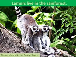 With the very dense vegetation and little amount of sunlight that can pass through the tree canopies, animals can easily hide in the rainforest. Rainforest Animals Emergent Layer This Layer Is Made Up Of A Few Tall Trees They Peek Out From The Layer Below Only Animals That Fly Or Climb Can Get Ppt Download